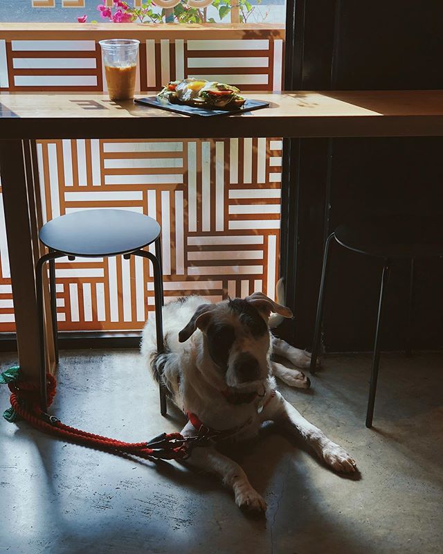 Saturday’s mornings are always good mornings when you share it with your best friend and a hell of a good latte made of your other best friends @addjoi And @drinkperla . That’s what it’s all about. #friends #supportlocal •
•
•
•
•
#tea #coffee #latte #morning #dog #bestfriend #food #smalltea #smallteaco